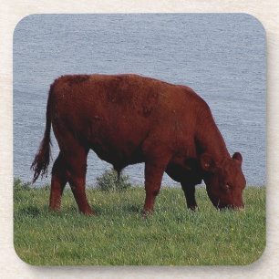 Porta-copo Vaca sul Grazeing do rubi de Devon no litoral