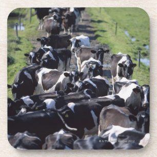 Porta-copo Vacas de leiteria de Fresian, esperando a ordenha,