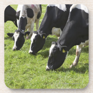 Porta-copo Vacas de leiteria que pastam no pasto