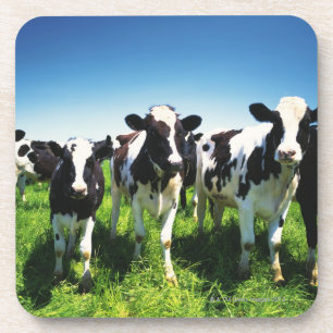 Porta-copo Vacas no campo, cidade de Betsukai, Hokkaido