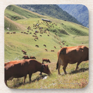 Porta-copo vacas no vale de Tarentaise - raça de Tarine