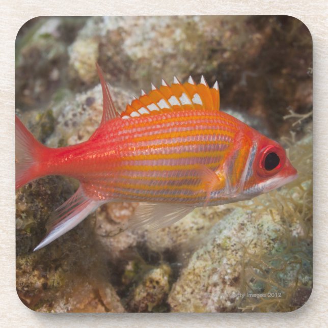 Porta-copo Vida subaquática, PEIXE:  um Squirrelfish de (Frente)