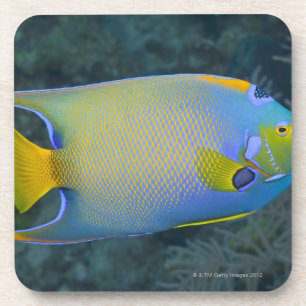 Porta-copo Vida subaquática; PEIXES: Angelfish da rainha