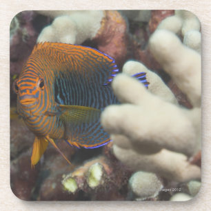 Porta-copo Vida subaquática; PEIXES: Um retrato de um oleiro