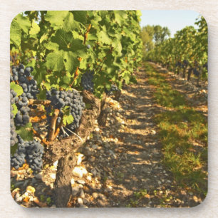 Porta-copo Vinhas de Cabernet Sauvignon em uma fileira na