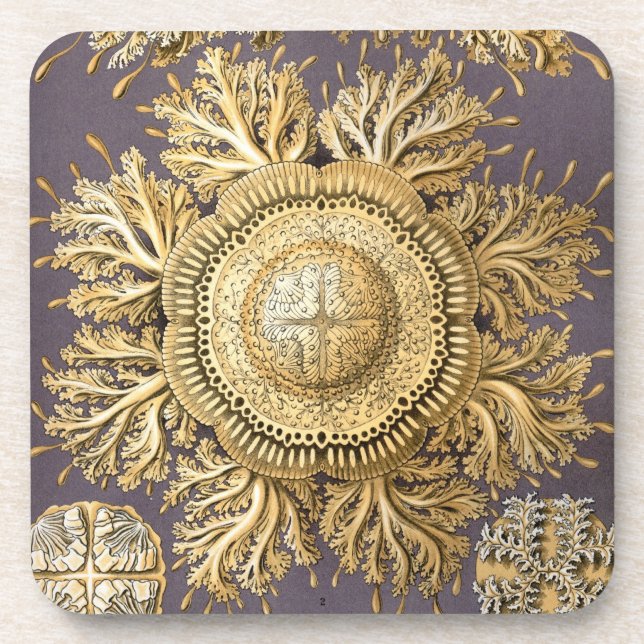 Porta-copo Vintage Haeckel (Frente)