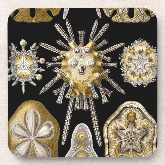 Porta-copo Vintage Haeckel (Frente)