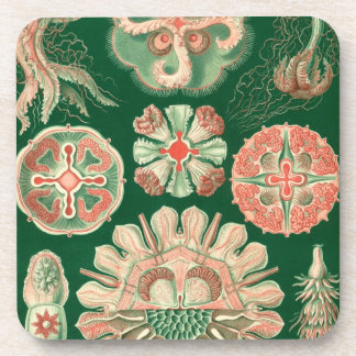 Porta-copo Vintage Haeckel