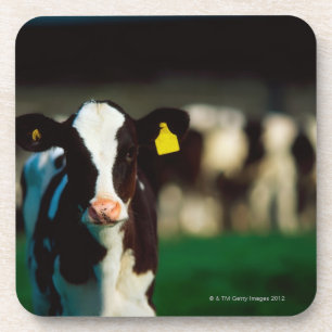 Porta-copo Vitela do Holstein-Frisão