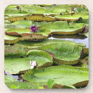 Porta-copo Vitoria Regis, vitórias-régias na Amazônia