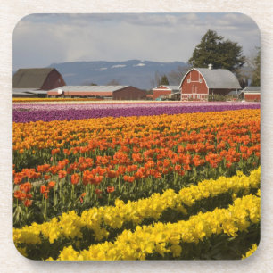 Porta-copo WA, Vale de Skagit, Campos de tulipas em flor, em