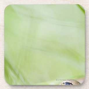 Porta-copo Washington, EUA