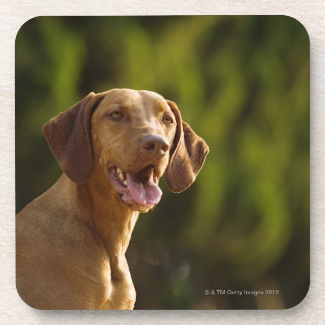 Porta-copo Weimaraner (Frente)