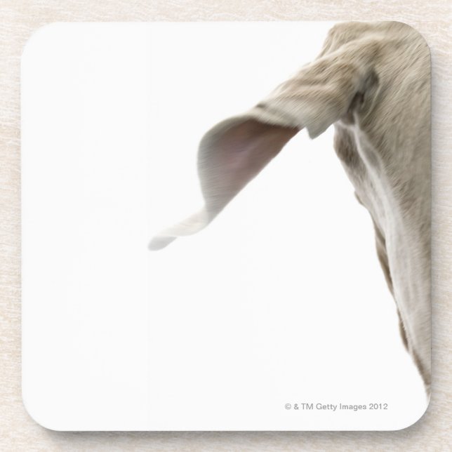 Porta-copo Weimaraner 2 (Frente)