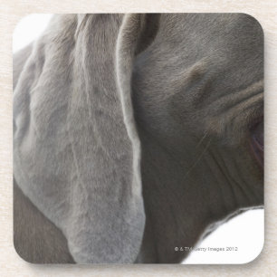 Porta-copo Weimaraner 3