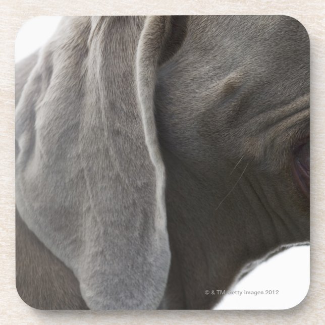 Porta-copo Weimaraner 3 (Frente)