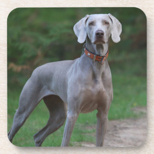 Porta-copo Weimaraner Puppy Dog