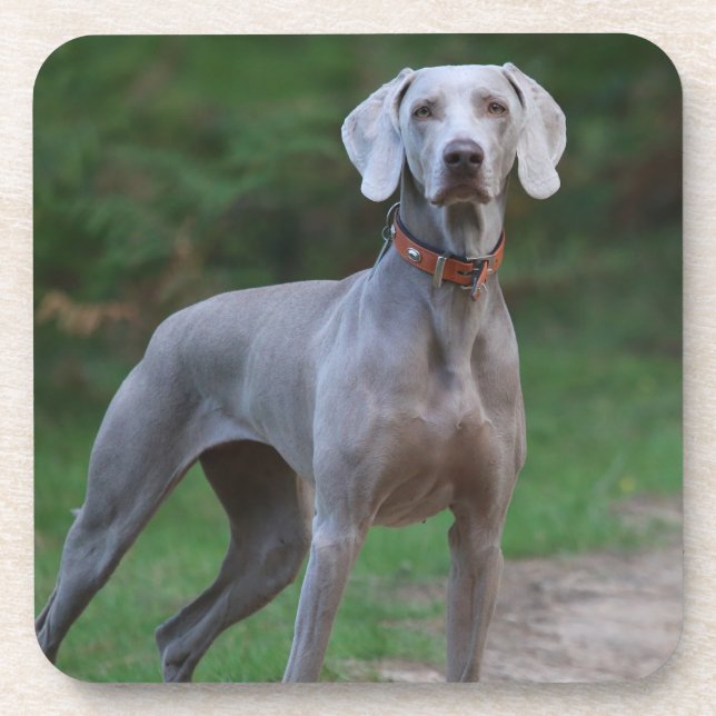 Porta-copo Weimaraner Puppy Dog (Frente)
