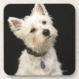 Porta-copo Westie (terrier ocidental das montanhas) com colar