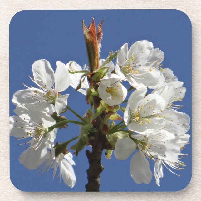 Porta-copo White Primavera Bloom (Frente)