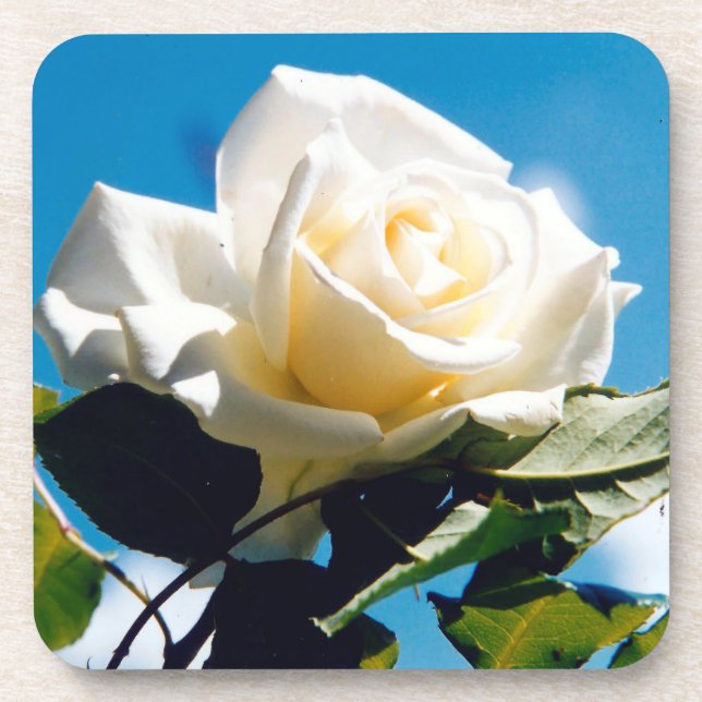 Porta-copo White Rose Beauty (Frente)