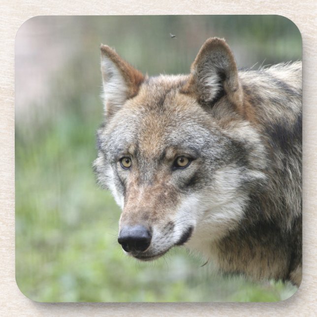 Porta-copo Wolf 001 (Frente)
