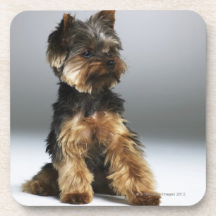 Porta-copo Yorkshire terrier, fim-acima