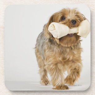 Porta-copo Yorkshire terrier no passeio branco do fundo