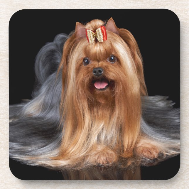 Porta-copo Yorkshire terrier no preto (Frente)