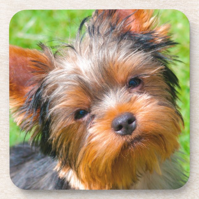 Porta-copo Yorkshire Terrier olhando para cima (Frente)