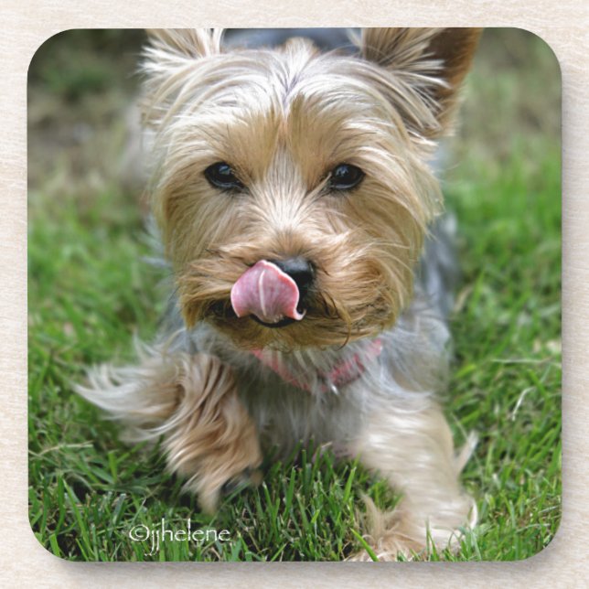 Porta-copo Yorkshire Terrier Puppy - "jjhelene design" (Frente)