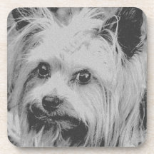 Yorkshire Terrier Yorkie Breve favorita