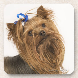 Porta-copo Yorkshire terrier/Yorkie. Raça vívida de