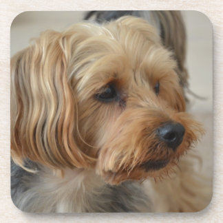 Porta-copo Yorkshire Terrier Zac