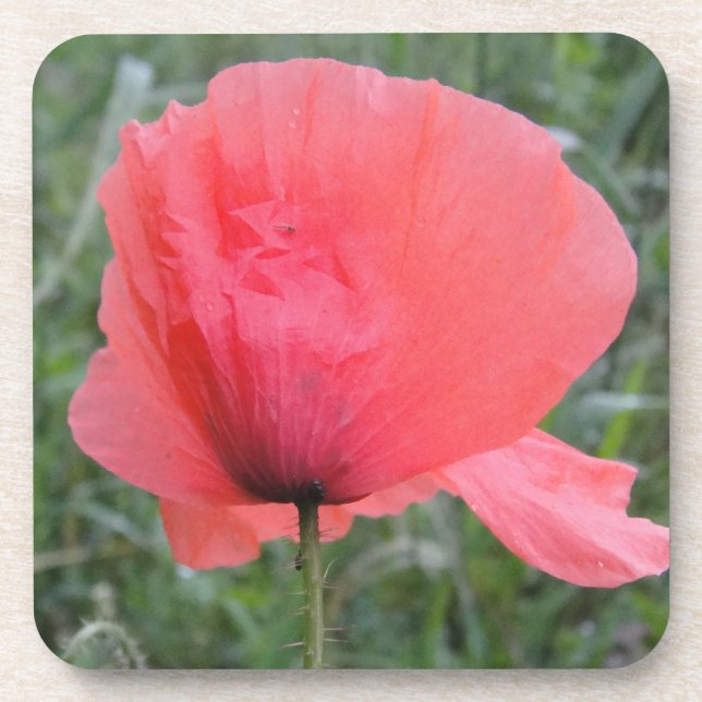 Porta-copo Zarte Escreveu Mohnblume (Frente)