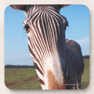 Porta-copo zebra 2