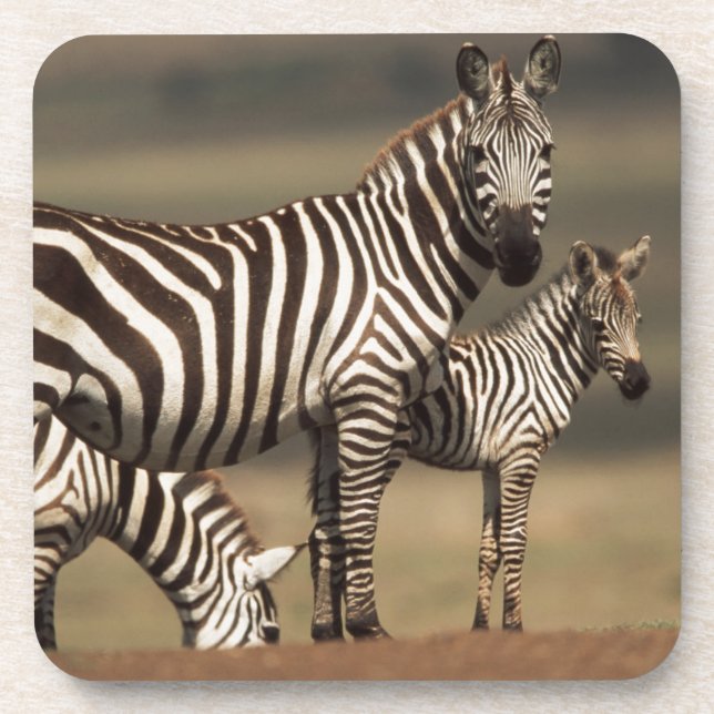 Porta-copo Zebra do Baby Burchell com a mãe (Frente)