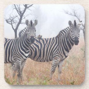 Porta-copo Zebras na poeira do amanhecer, nacional de Kruger