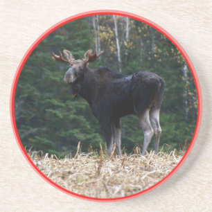 Porta-copos Alces de um ano de Maine Bull