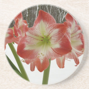 Porta-copos Amaryllis no Feriado Vermelho de Neve Floral de in