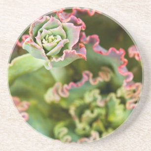 Porta-copos Amigo emergente de uma Planta Echeveria