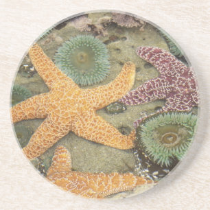 Porta-copos Anêmonas verdes gigantes e estrelas-do-mar ocres