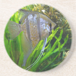 Porta copos Angel Fish