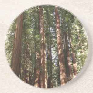 Porta-copos Até Redwoods II no Monumento Nacional Muir Woods
