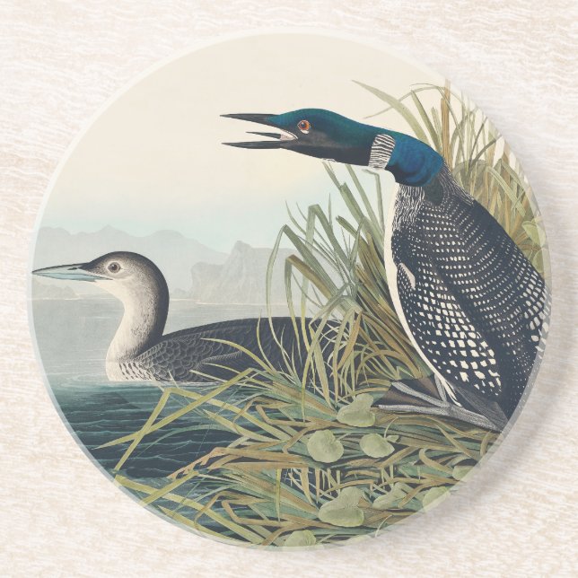 Porta-copos Audubon Bird Loon Diver Classic   (Frente)
