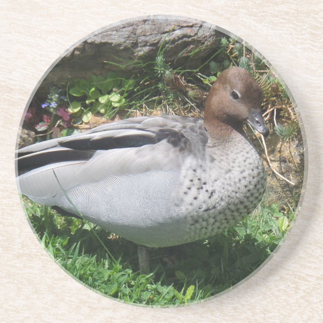 Porta-copos Australian Wood Duck in Tranquil Garden (Frente)