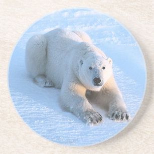 Porta-copos Azul Urso Polar