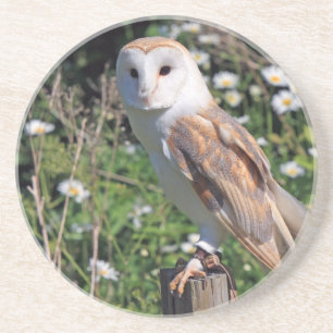 Porta-copos Barn Owl