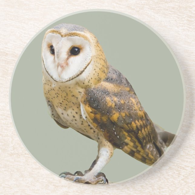 Porta-copos Barn Owl (Frente)
