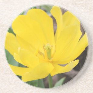 Porta-copos belíssima tulipa amarela. flor natureza jardim